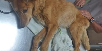 Neli fue encontrada en un baldío.