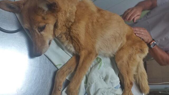 Neli fue encontrada en un baldío.