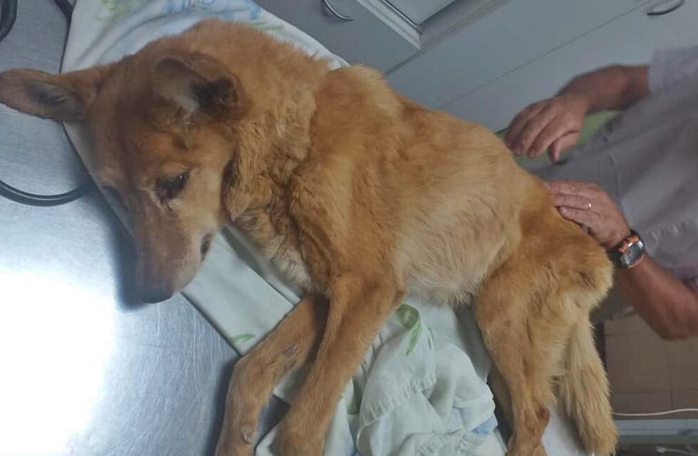 Concordia: lanzaron una colecta solidaria para una perra rescatada