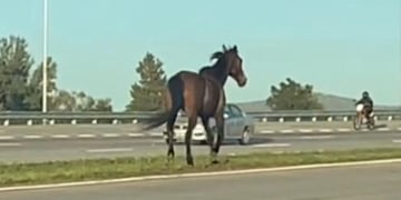 Córdoba: un caballo suelto que provocó disturbios en Circunvalación.