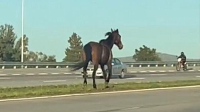 Córdoba: un caballo suelto que provocó disturbios en Circunvalación.