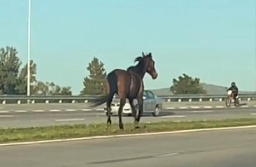 ¿Un corcel indomable?: la insólita aparición en la Circunvalación de Córdoba