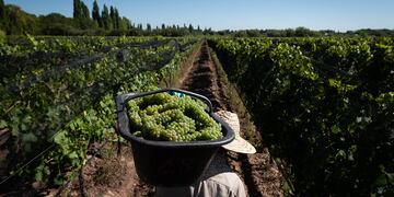 Mendoza 5 de febrero 2021 Sociedad
Cosecha en Finca la Jacintana, Bodega Lagarde
Foto: Ignacio Blanco / Los Andes