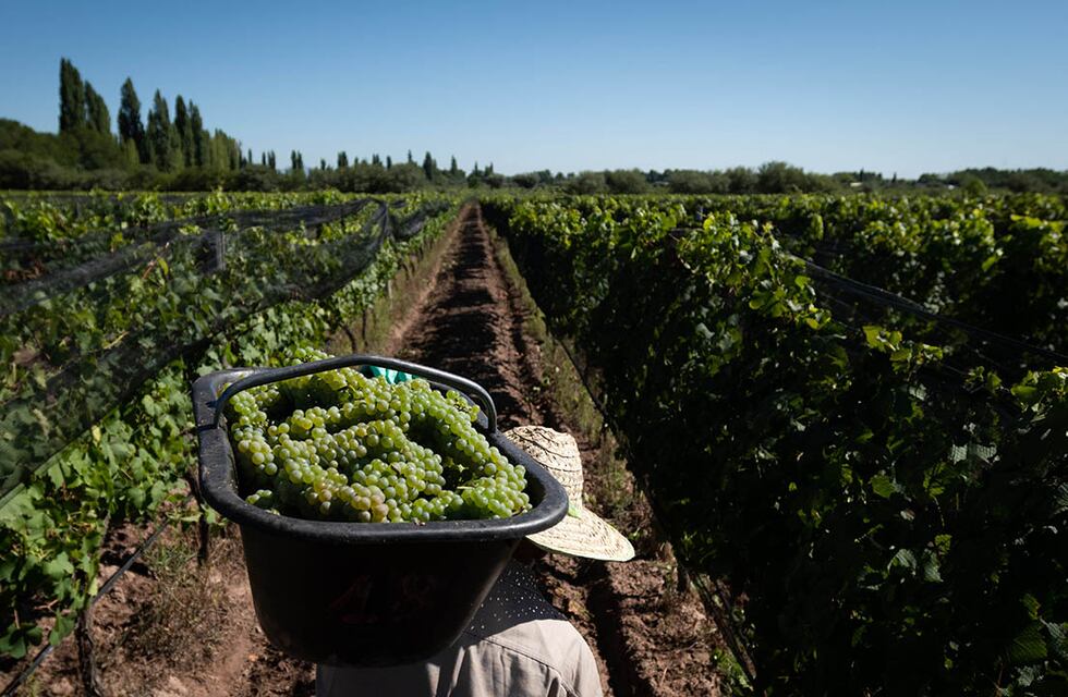 En época de Vendimia, viñateros de Mendoza y San Juan piden mejorar el precio de la uva