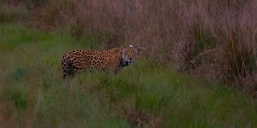Así luce Coli, el yaguareté en libertad en Iberá.