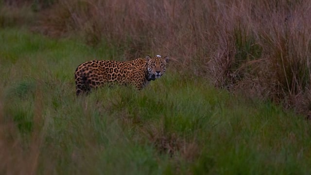 Así luce Coli, el yaguareté en libertad en Iberá.