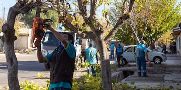 La Ciudad de Mendoza continuará con los trabajos de desrame y poda del arbolado público. Gentileza MCM