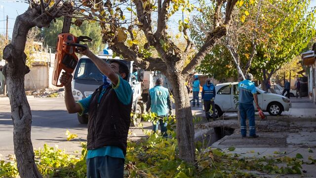 La Ciudad de Mendoza continuará con los trabajos de desrame y poda del arbolado público. Gentileza MCM