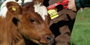 carvanas insecticidas