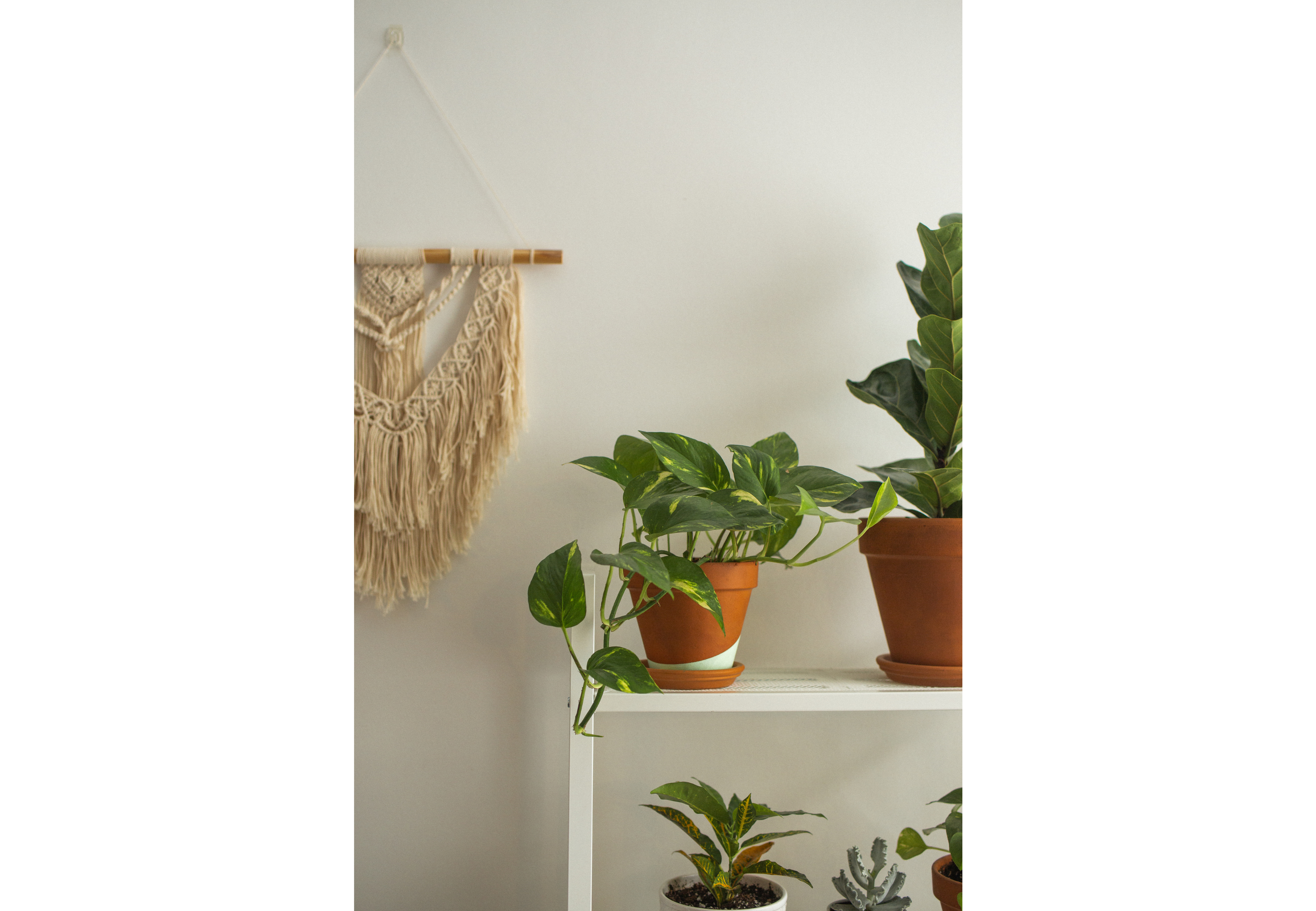 ¿Hay que tener plantas en casa?