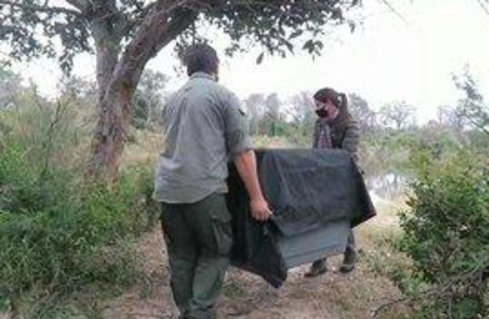 Rescatan animales silvestres en la ciudad de Corrientes: lobito de río y una serpiente curiyú