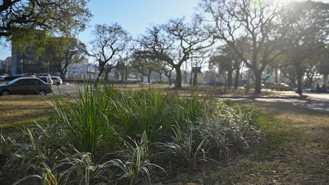 Inédito hallazgo en la ciudad de Córdoba.