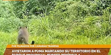 Captan a un puma marcando territorio en el Parque Provincial Puerto Península.