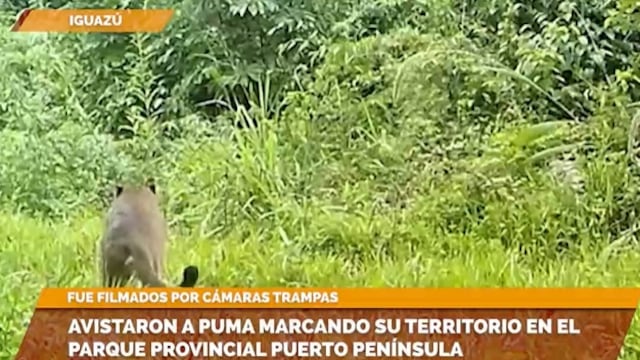Captan a un puma marcando territorio en el Parque Provincial Puerto Península.