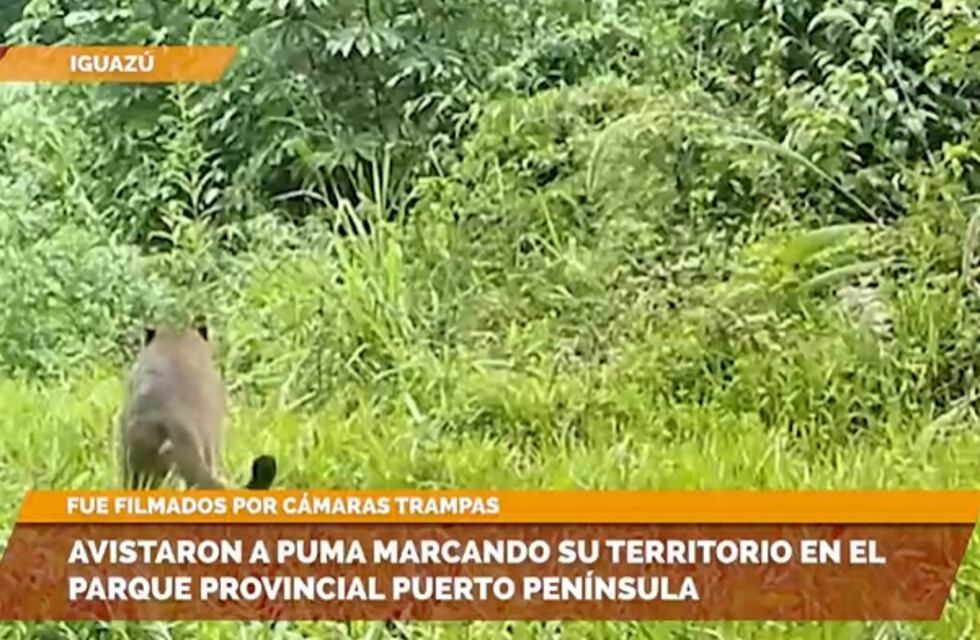 Captan a un puma marcando territorio en el Parque Provincial Puerto Península
