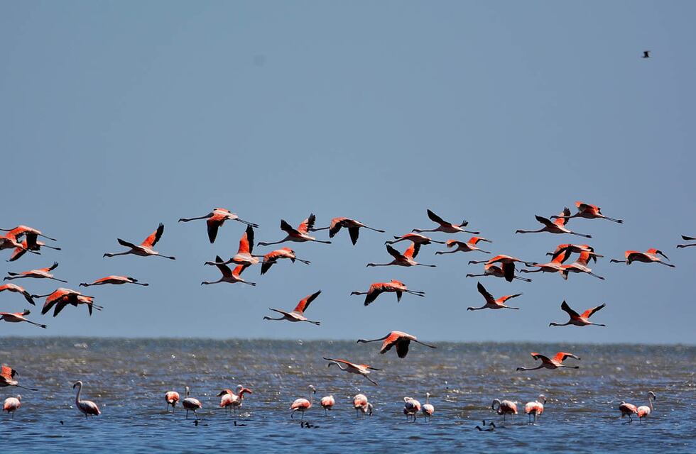 Alejandra Vigo y la creación del Parque Nacional Ansenuza: “Es la mejor herencia que podemos dejar”