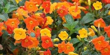 Estas son las flores más lindas para decorar tu balcón