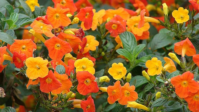 Estas son las flores más lindas para decorar tu balcón