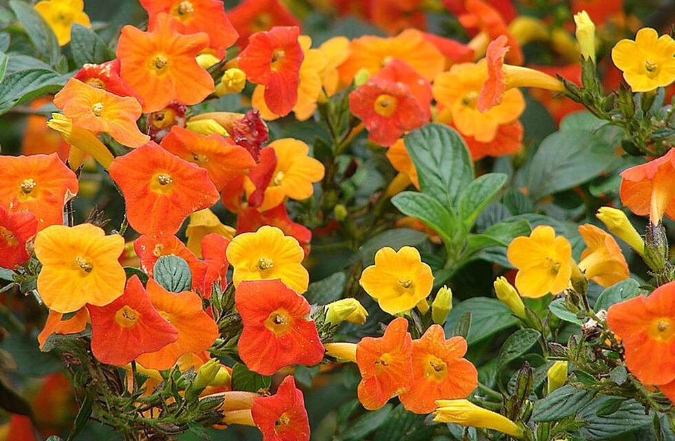 Cuáles son las flores más lindas e ideales para decorar el balcón