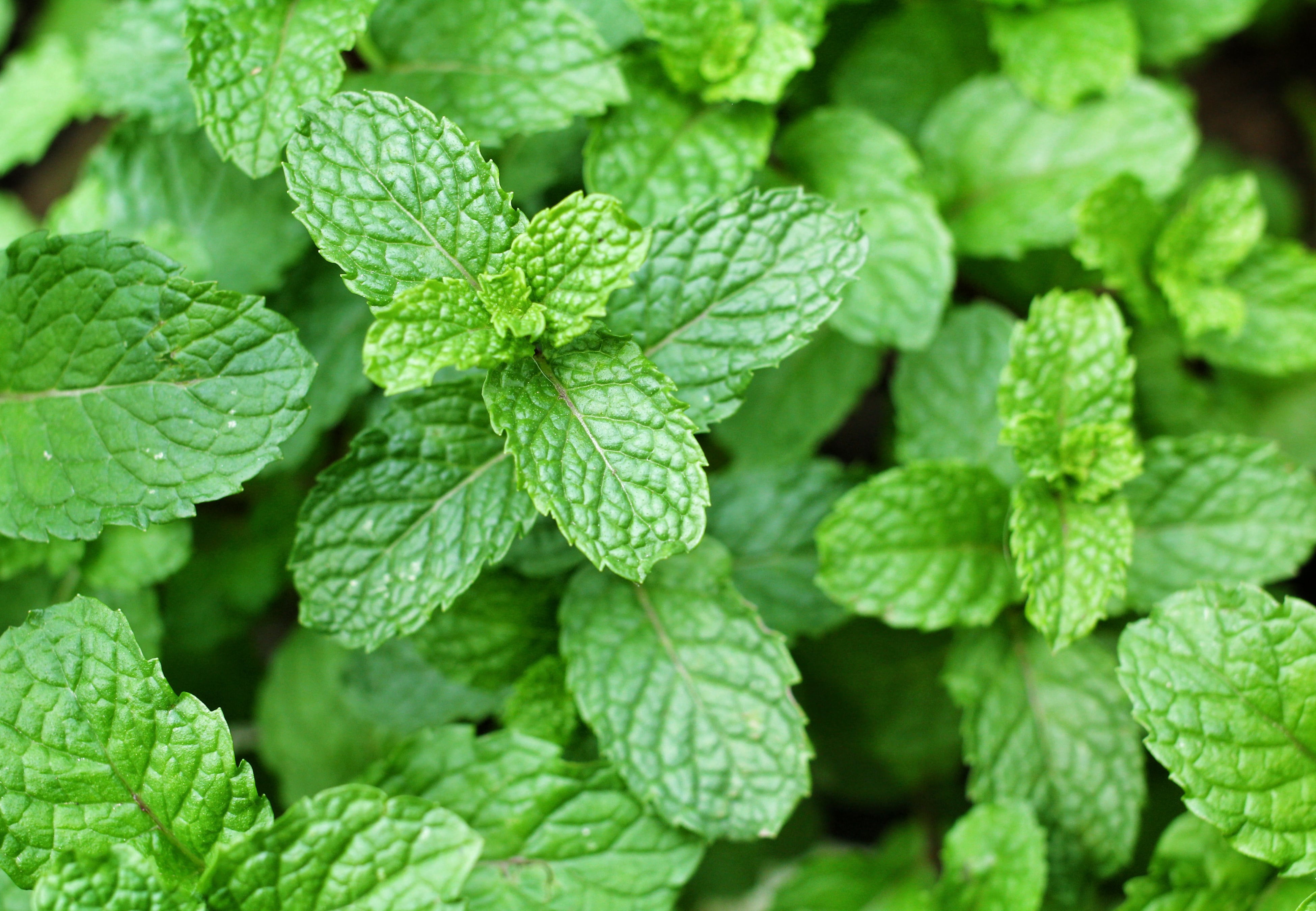 Menta.