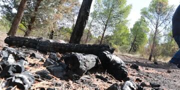 Detuvieron a un joven que provocó seis focos de incendio en el Parque Norte en Neuquén.