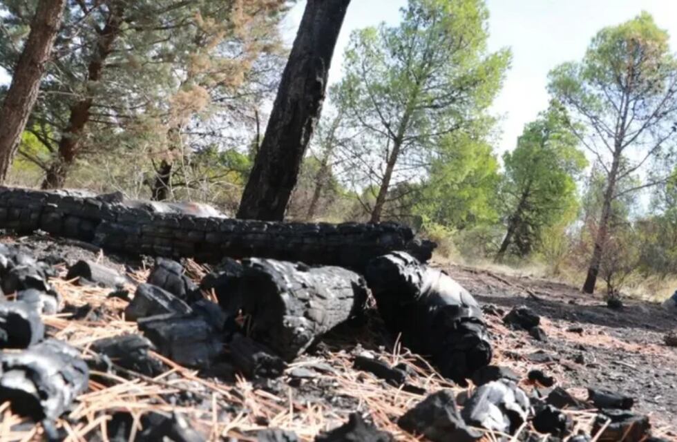 Neuquén: un joven provocó seis focos de incendio en Parque Norte e intentó huir pero fue detenido