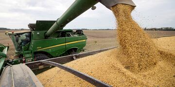 Cosecha de soja en un campo.