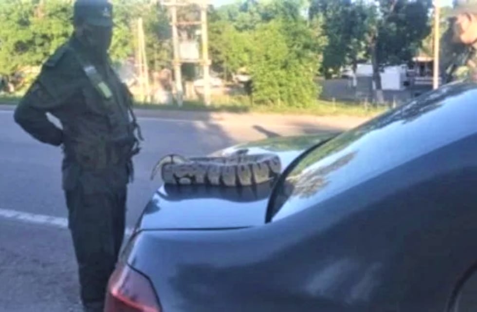 Jujuy insólita: una mujer y su serpiente pitón viajaban en remís