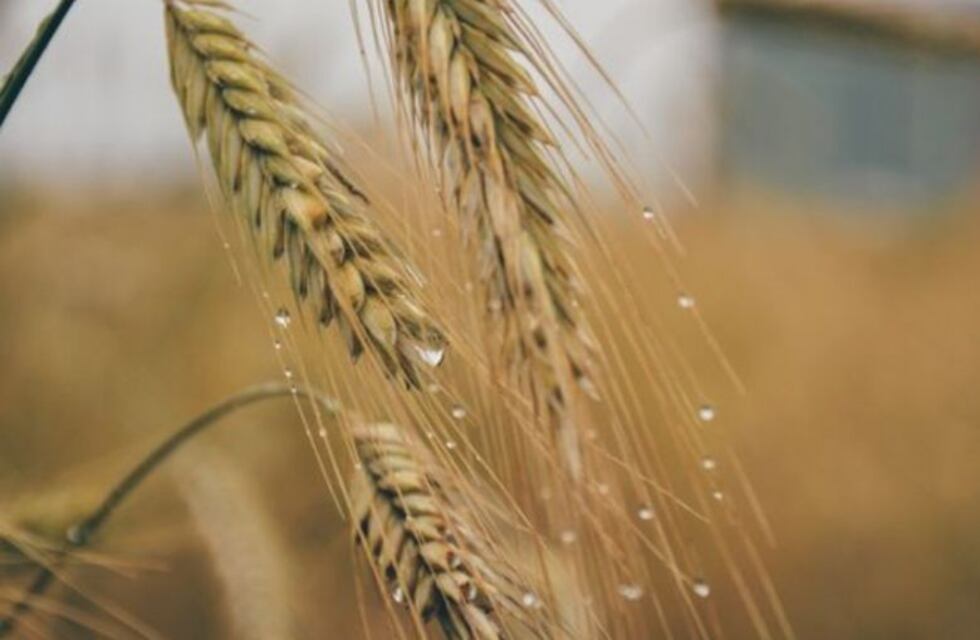 La incertidumbre y volatilidad gobiernan el mercado de granos