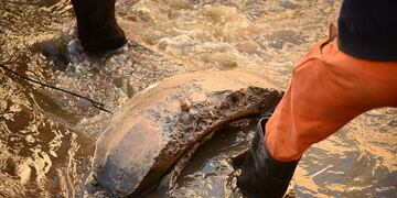 La lluvia hizo que los líquidos cloacales vuelvan a emerger. (José Gabriel Hernández)