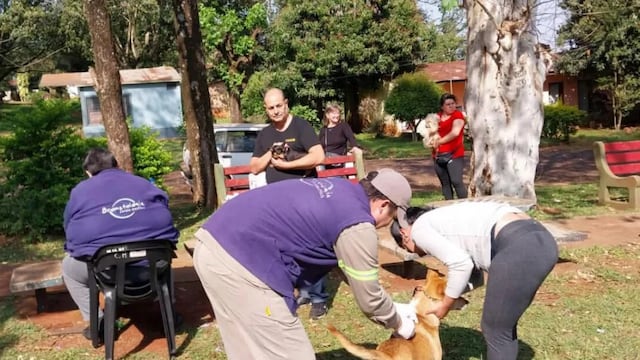 Jornada de vacunación antirrábica en Jardín América.