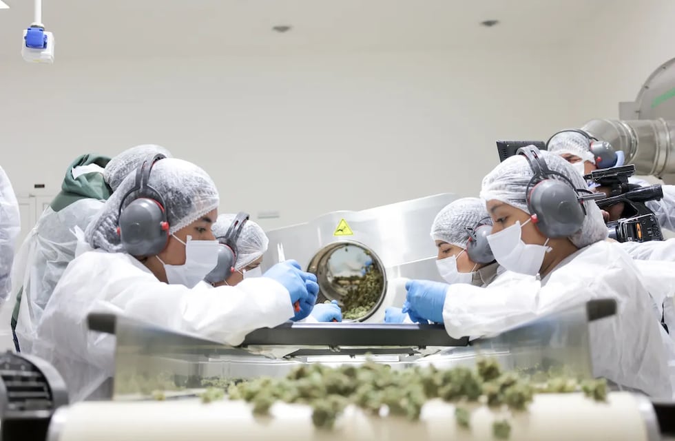 Salta quiere incursionar en cannabis medicinal y toma a Jujuy como referencia