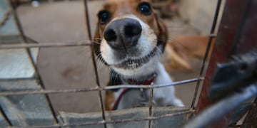 En San Juan, cuatro departamentos tendrán hogar de tránsito para animales (Foto Javier Ferreyra)