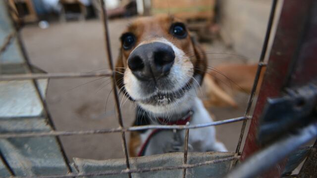 En la Fundacion Garra recogen perros de la calle los cuidan y los dan en adopción. ¡Elegí tu próximo perro! Fotot Javier Ferreyra