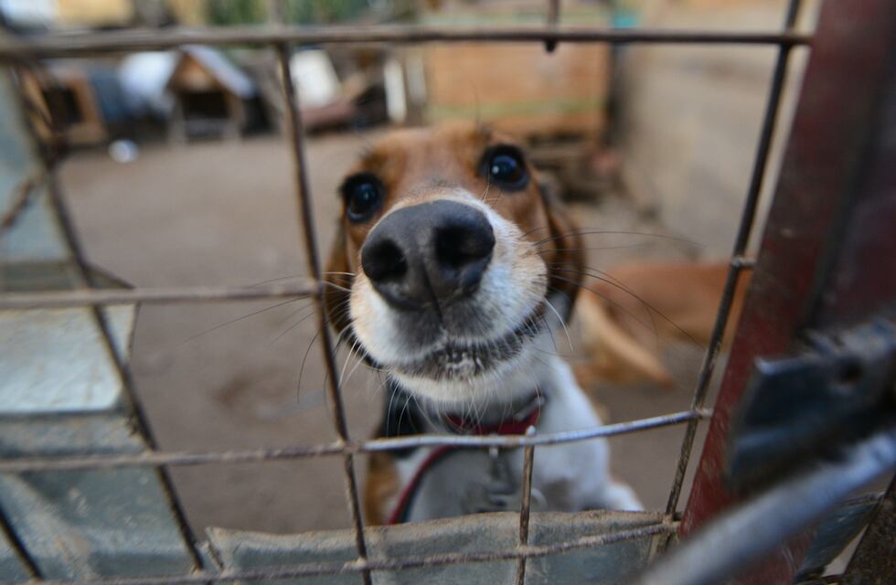En San Juan, cuatro departamentos tendrán hogar de tránsito para animales