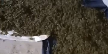 Hallan más de 42 kilos de marihuana en una casa abandonada de Puerto Esperanza.
