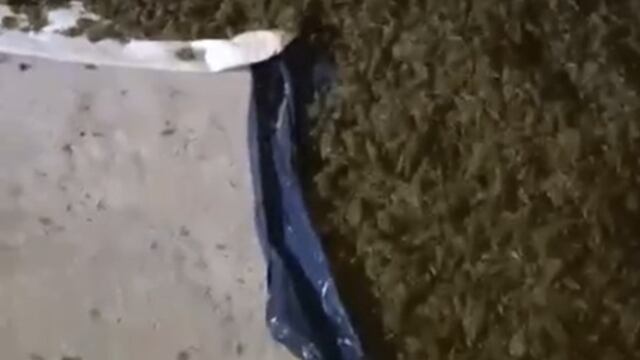 Hallan más de 42 kilos de marihuana en una casa abandonada de Puerto Esperanza.