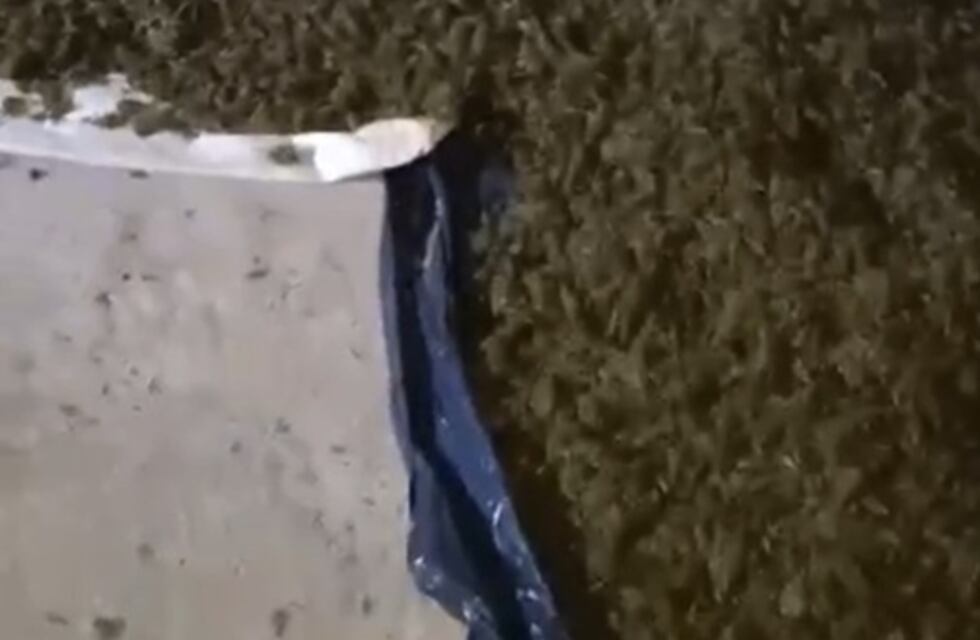 Hallan más de 42 kilos de marihuana en una casa abandonada de Puerto Esperanza