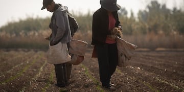 Mendoza 1 de junio de 2021 Sociedad
Precariedad laboral en el campo mendocino, la cara oculta del agro local.
Alex junto a su hermana Rocío plantando cebolla en la chacra.
El 15 de abril, el dueño de una finca en Rodeo del Medio (Maipú) atropelló Axel hijo del contratista Urbano Lamas, con un tractor tras un reclamo de dinero. Al parecer, el propietario les adeudaba cinco meses de salario e intentó sacarlos por la fuerza.
La comunidad boliviana reclamó por las condiciones laborales, desde otros productores hasta el mismo consulado. Finalmente, el propietario fue imputado por amenazas y lesiones leves.
Foto: Ignacio Blanco / Los Andes