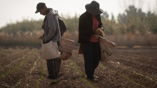 Mendoza 1 de junio de 2021 Sociedad
Precariedad laboral en el campo mendocino, la cara oculta del agro local.
Alex junto a su hermana Rocío plantando cebolla en la chacra.
El 15 de abril, el dueño de una finca en Rodeo del Medio (Maipú) atropelló Axel hijo del contratista Urbano Lamas, con un tractor tras un reclamo de dinero. Al parecer, el propietario les adeudaba cinco meses de salario e intentó sacarlos por la fuerza. 
La comunidad boliviana reclamó por las condiciones laborales, desde otros productores hasta el mismo consulado. Finalmente, el propietario fue imputado por amenazas y lesiones leves.
  
Foto: Ignacio Blanco / Los Andes