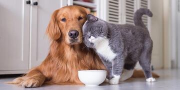 Perros y gatos en casa. (Foto: Freepik)