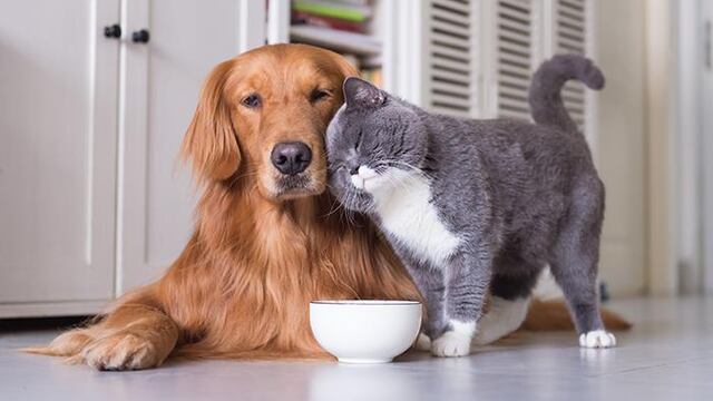 Perros y gatos en casa. (Foto: Freepik)