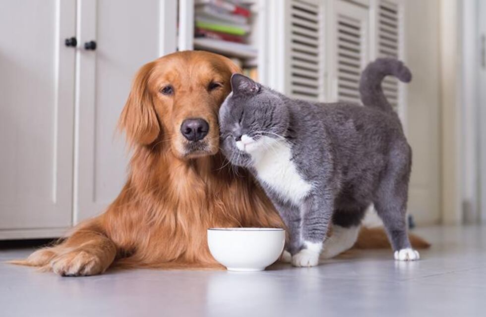 Lanzan una campaña antirrábica en Arroyito para felinos y caninos