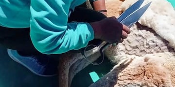 Las comunidades esquilaron cerca de 250 vicuñas utilizando los insumos entregados recientemente para mejorar las condiciones de trabajo.