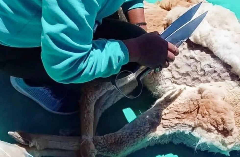 Chaku 2025: comunidades esquilaron unas 250 vicuñas en La Angostura