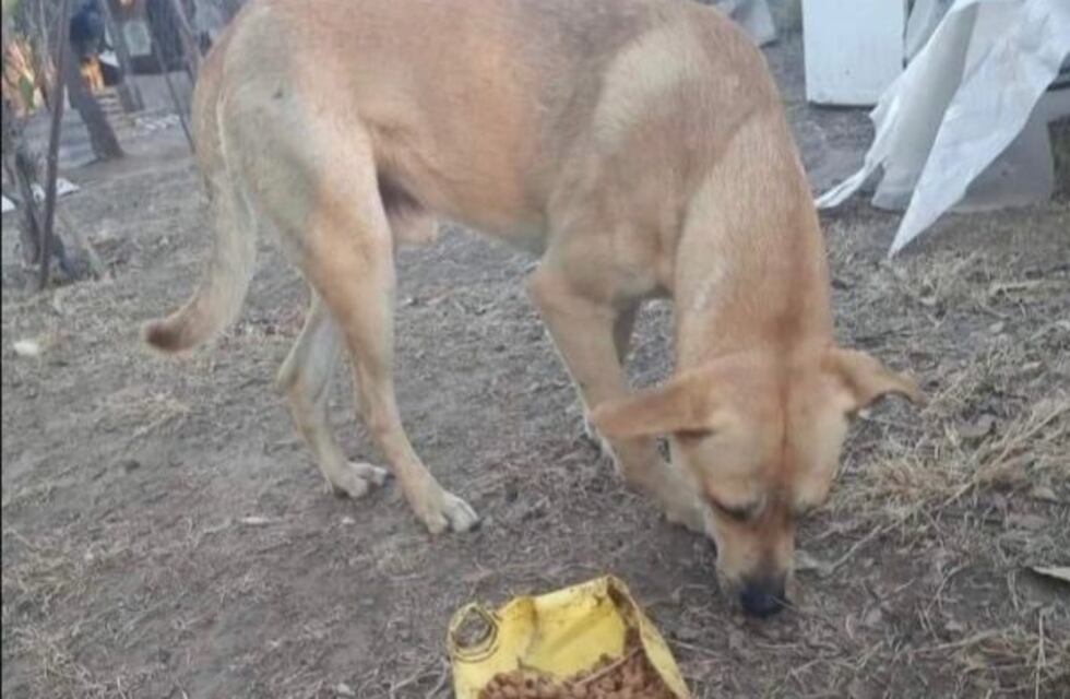 Córdoba: buscan un hogar para “Cacho” tras la muerte de sus dueños