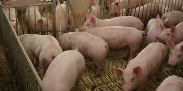 Cerdos devoraron a un perro. (LA VOZ / Archivo)