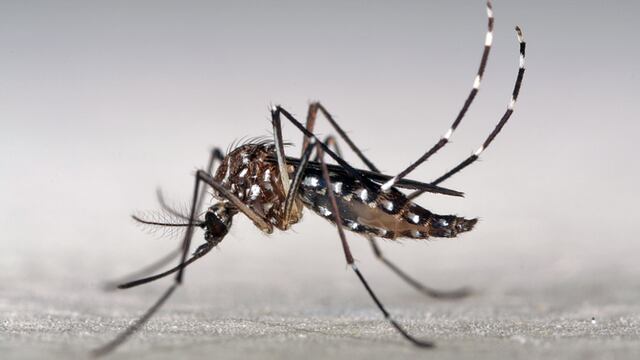 Se detectó el primer caso de dengue del 2022 en Rosario (Marcos Teixeira de Freitas/CC BY-NC 2.0).