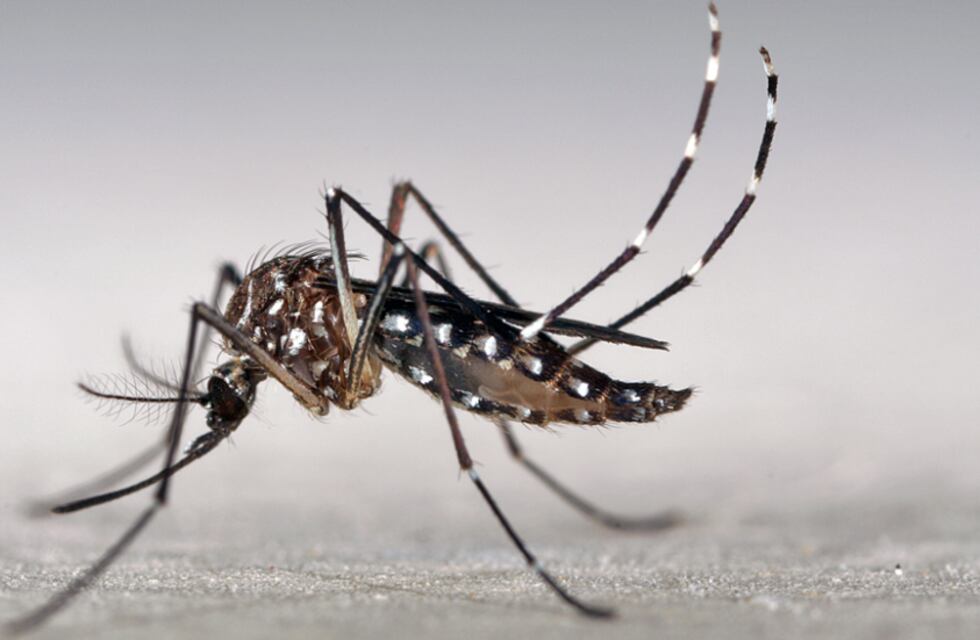 Otro caso de dengue en San Luis: es el 5to confirmado en Ciudad