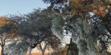 FRÍO EN CÓRDOBA. La helada se hizo presente este martes en un campo ubicado próximo a La Puerta, en el departamento Río Primero. (Gentileza Ezequiel Heredia)